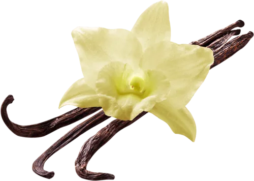 Vanilla Flower - Vanilla Flower Png