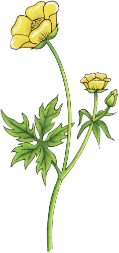 Buttercup Drawing Clip Arts - Buttercup Flower Drawing Png