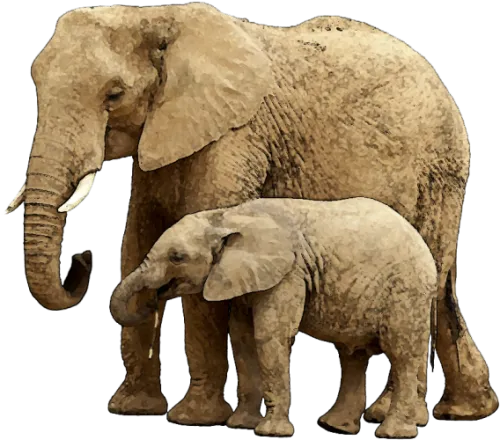 Baby Elephant Png Image With Transparent Background - Elephant And Baby Elephant Png