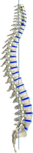 Colonne Vertébrale Idéale Vue De Profil/ Ideal Spine - Transparent Human Spine Png