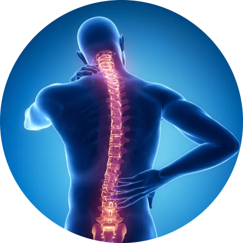 Illustration Of Back In Blue With Spine Highlighted - Spine Therapy