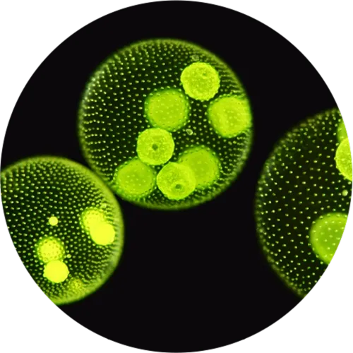 Microalgae Microscope View Image - Algae Evolve Sexual Reproduction
