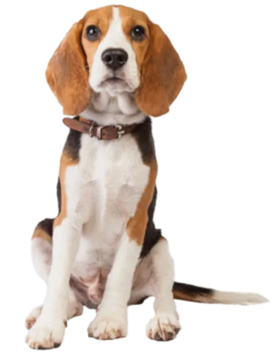 #beagle #dog #cute #animal #pet #loyal - Transparent Beagle Dog Png