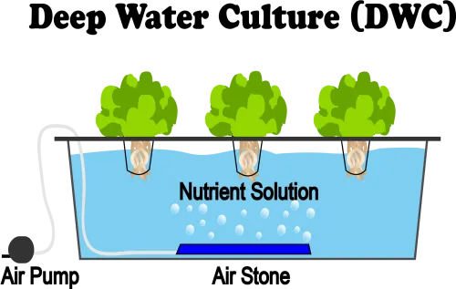 This Is A Diagram Of A Deep Water Culture Hydroponics - Deep Water Culture Dwc