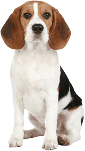 Beagle Dog Png Image - Beagle Dog Nose