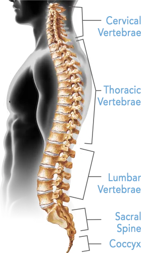 Clip Art Pictures Of The Spine - Bones Of The Spine Are Typically Fused