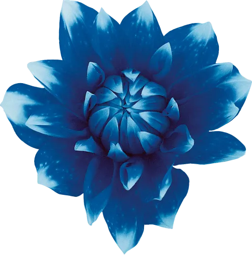 Sweet Blue Flowers Sweet Blue Flowers Red - Blue Flower No Background