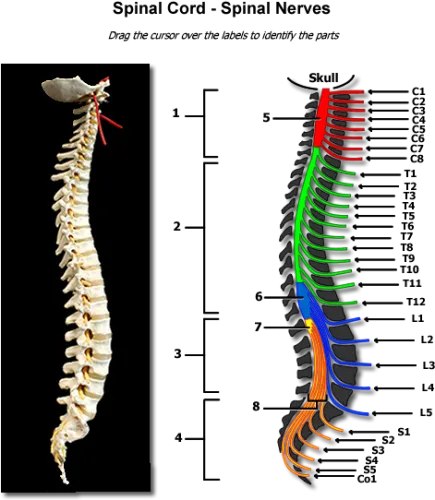 Collection Of Free Spine Drawing Physiology Download - Human Spine Anatomy Nerve
