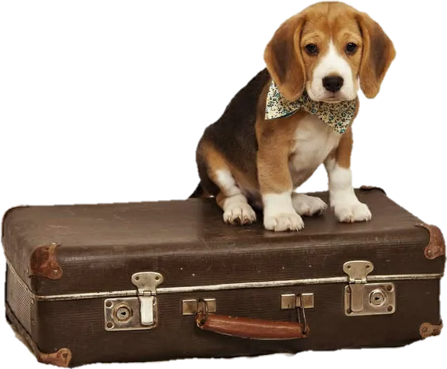 Transparent Rolling Suitcase Clipart - Beagle Suitcase