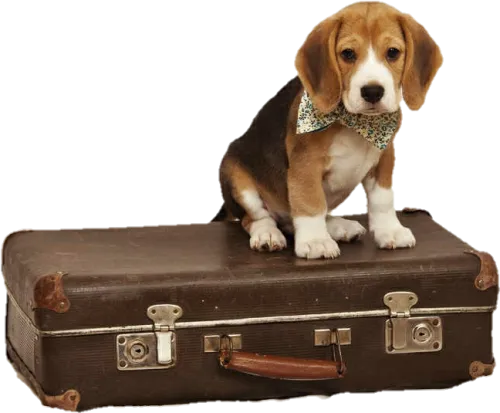 Transparent Rolling Suitcase Clipart - Beagle Suitcase
