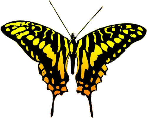 Banner Library Library Free Butterfly Clipart Black - Butterfly Transparent Design