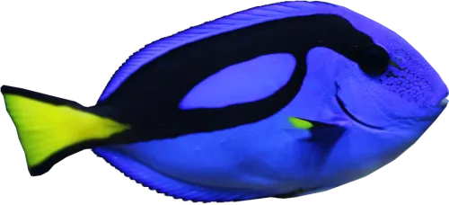 Blue Tang Fish Transparent Image Fish - Blue Tang Fish Transparent