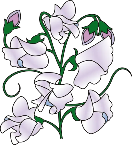 Sweet Pea Border Clipart Sweet Pea Flower Cartoon - Cartoon Sweet Pea Flower