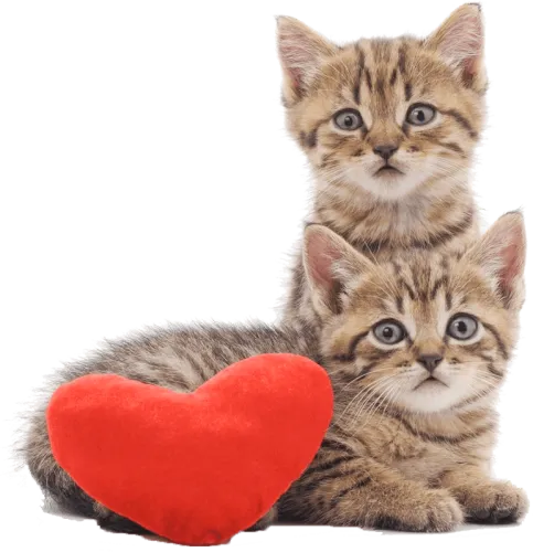 Two Cats Sitting With A Heart Cushion - De Chatons Avec Fond Blanc