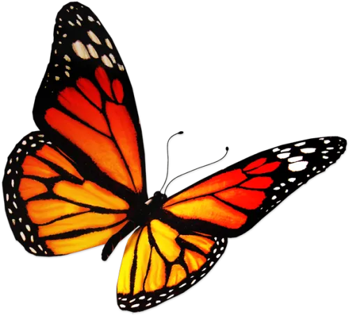 Transparent Real Butterfly Png - Dessin De Papillon Couleur