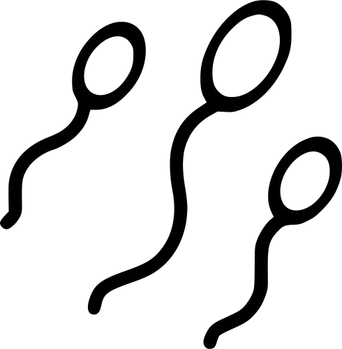 Sperm Baby Making Pregnancy Sexual Adult Reproduction - Sperm Transparent