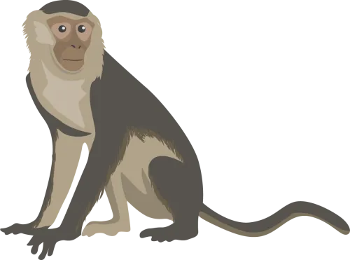 Monkey Clipart Png Image - Capuchin Monkey Monkey Clipart