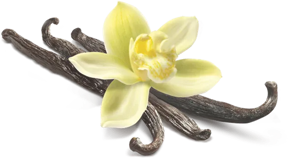 Vanilla Flower Closeup - Vanilla Flower Png