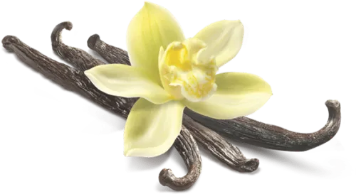 Vanilla Flower Closeup - Vanilla Flower Png