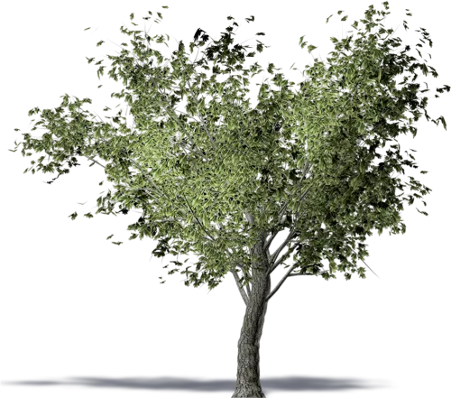 Twig American Elm Olive Tree Computer-aided Design - Olive Tree 3d Png
