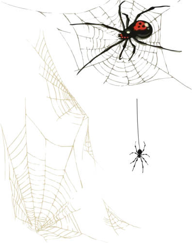 Transparent Corner Spider Web Png - Toile D Araignee Png