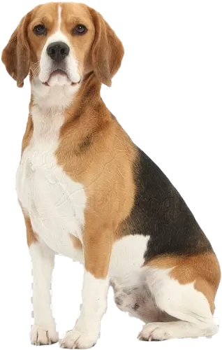 Beagle Dog Png Free Download - Beagle Dog Sitting Down